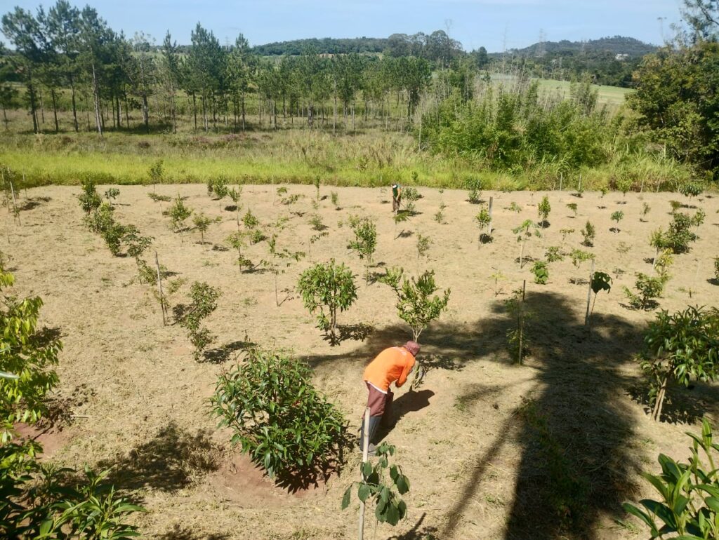 sustentabilidade - Cedro Ambiental Araraquara