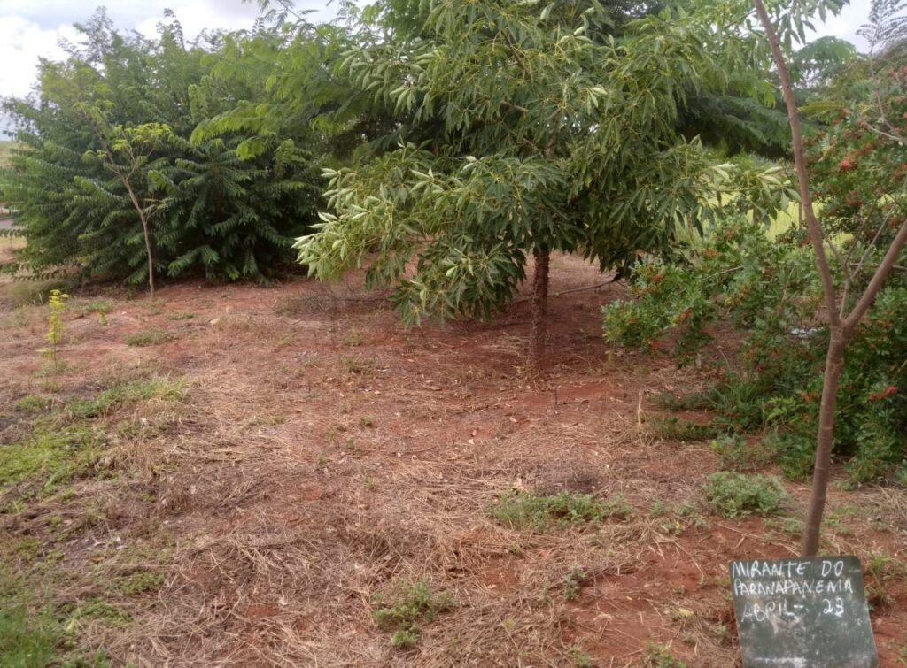 Restauração Florestal